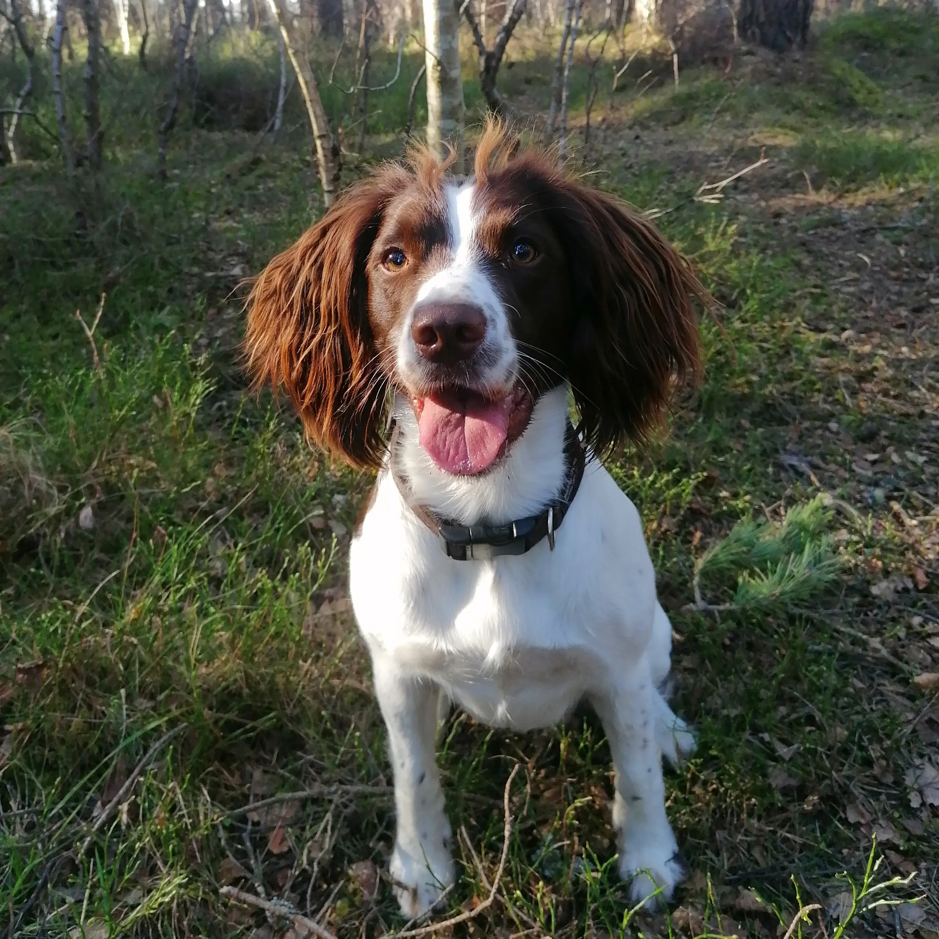 English Springer Spaniel