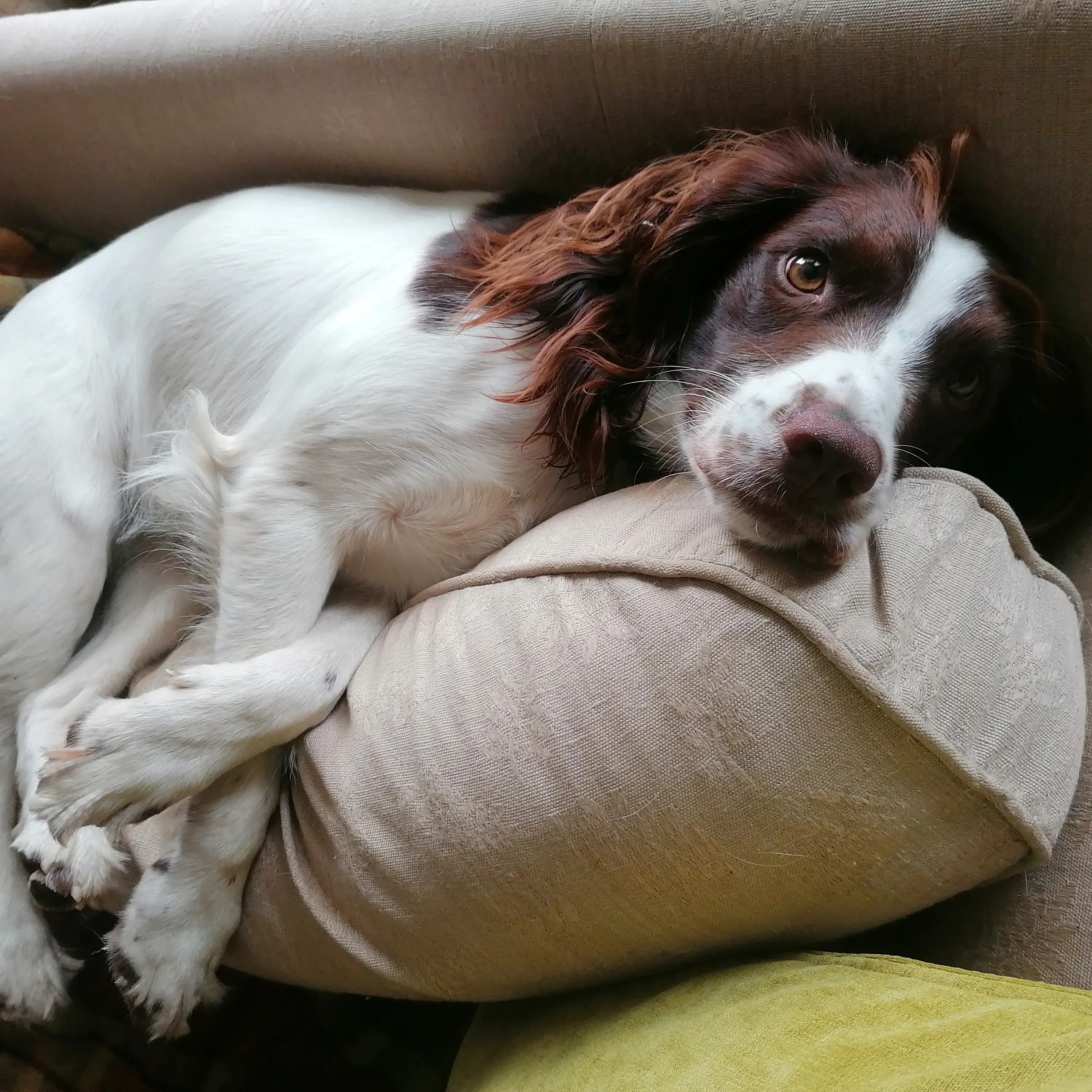 English Springer Spaniel