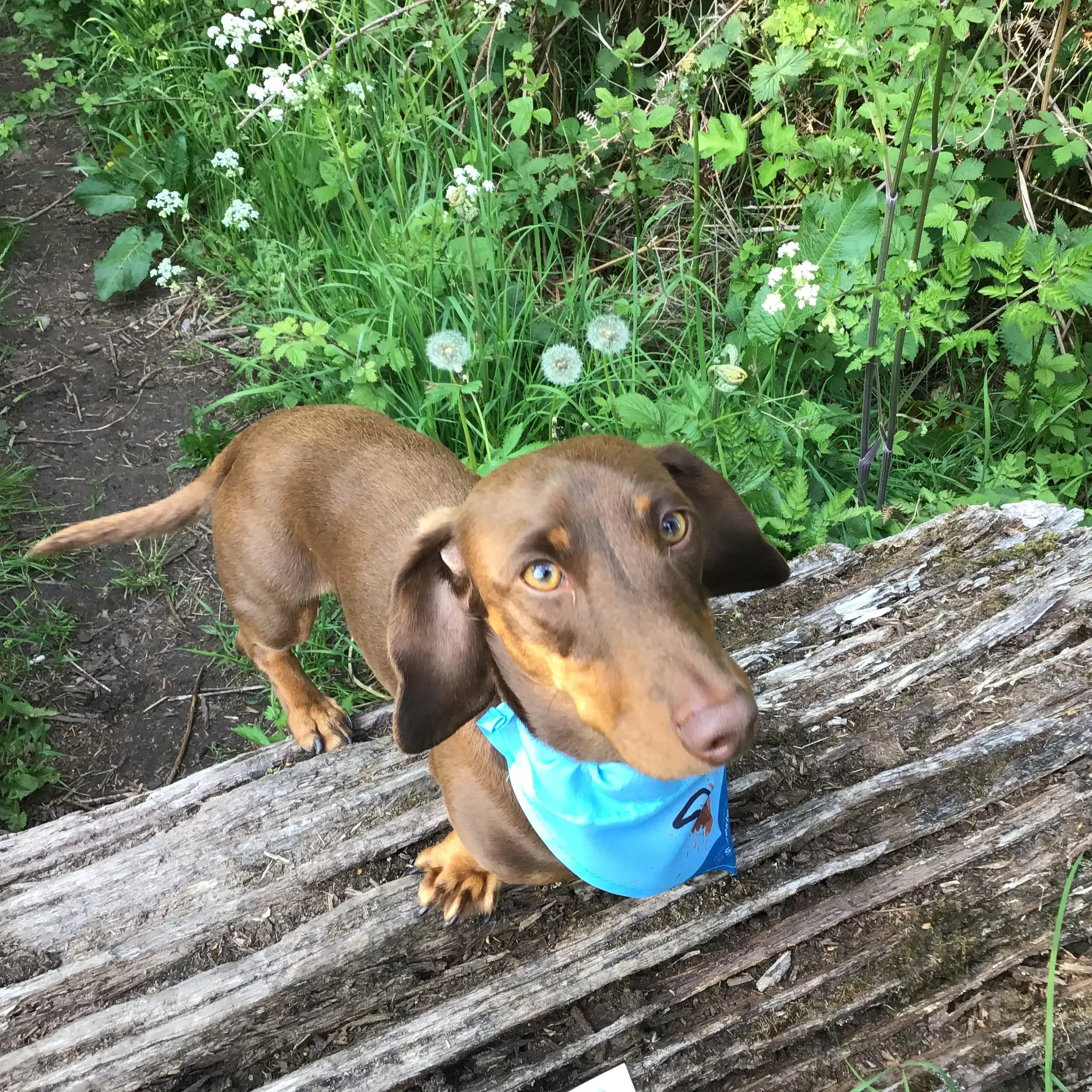 Dachshund (Miniature Smooth-Haired)