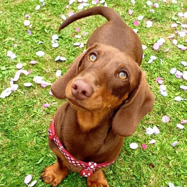 Dachshund (Miniature Smooth-Haired)