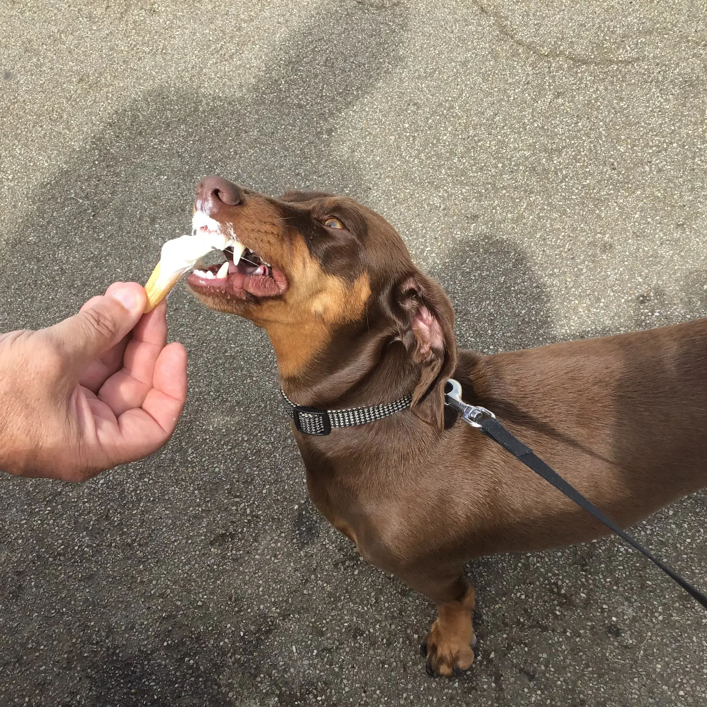 Dachshund (Miniature Smooth-Haired)