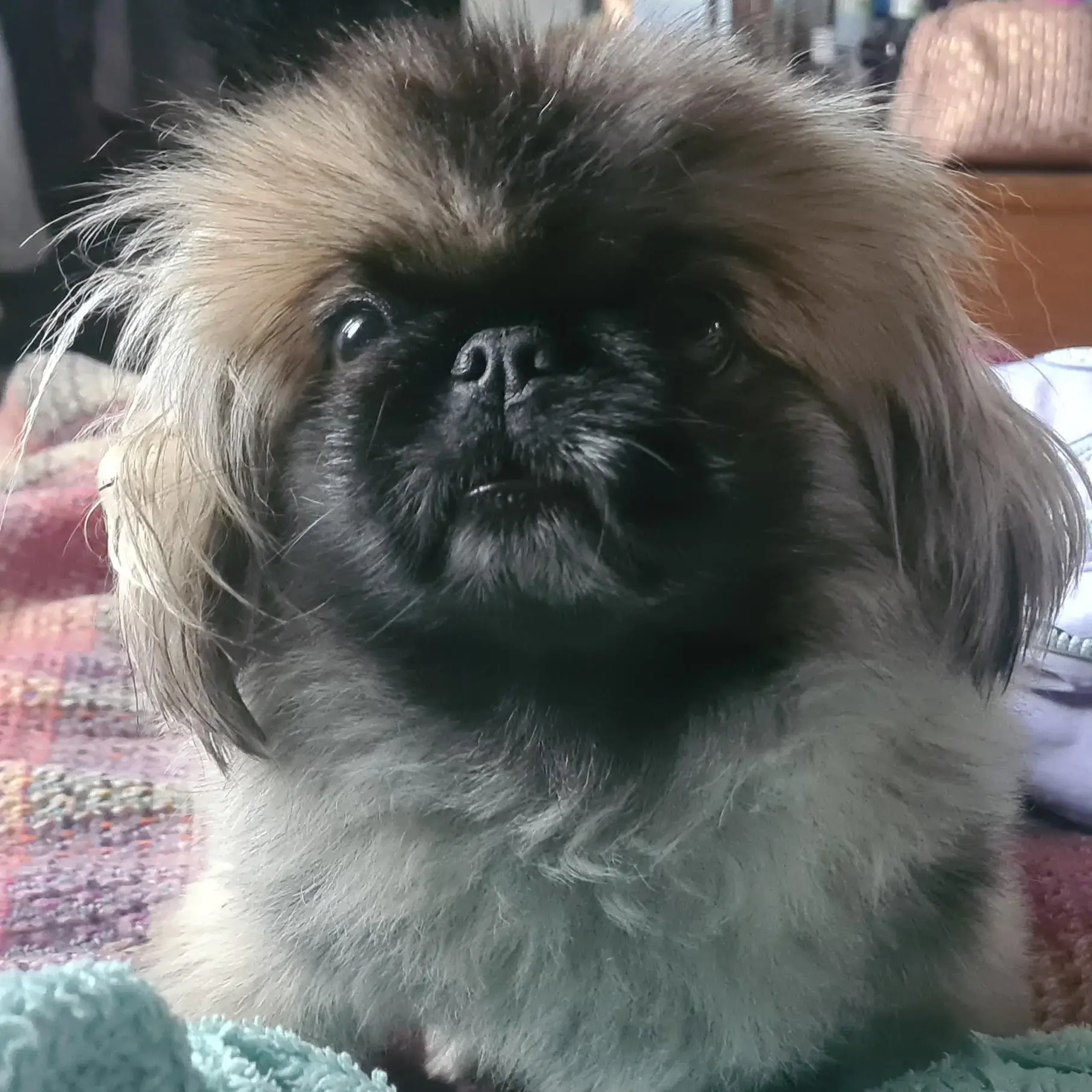 Pekingese