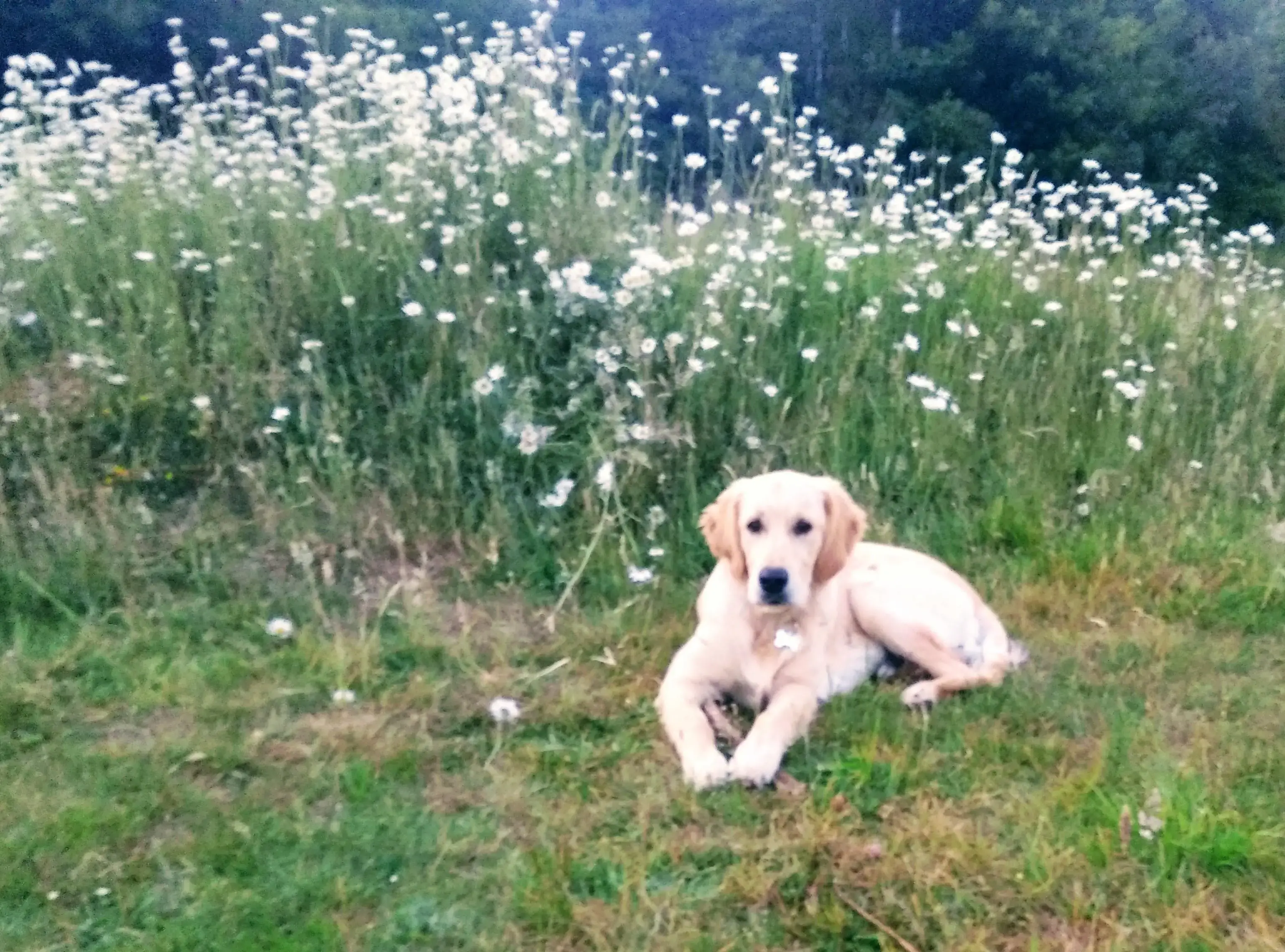 Golden Retriever