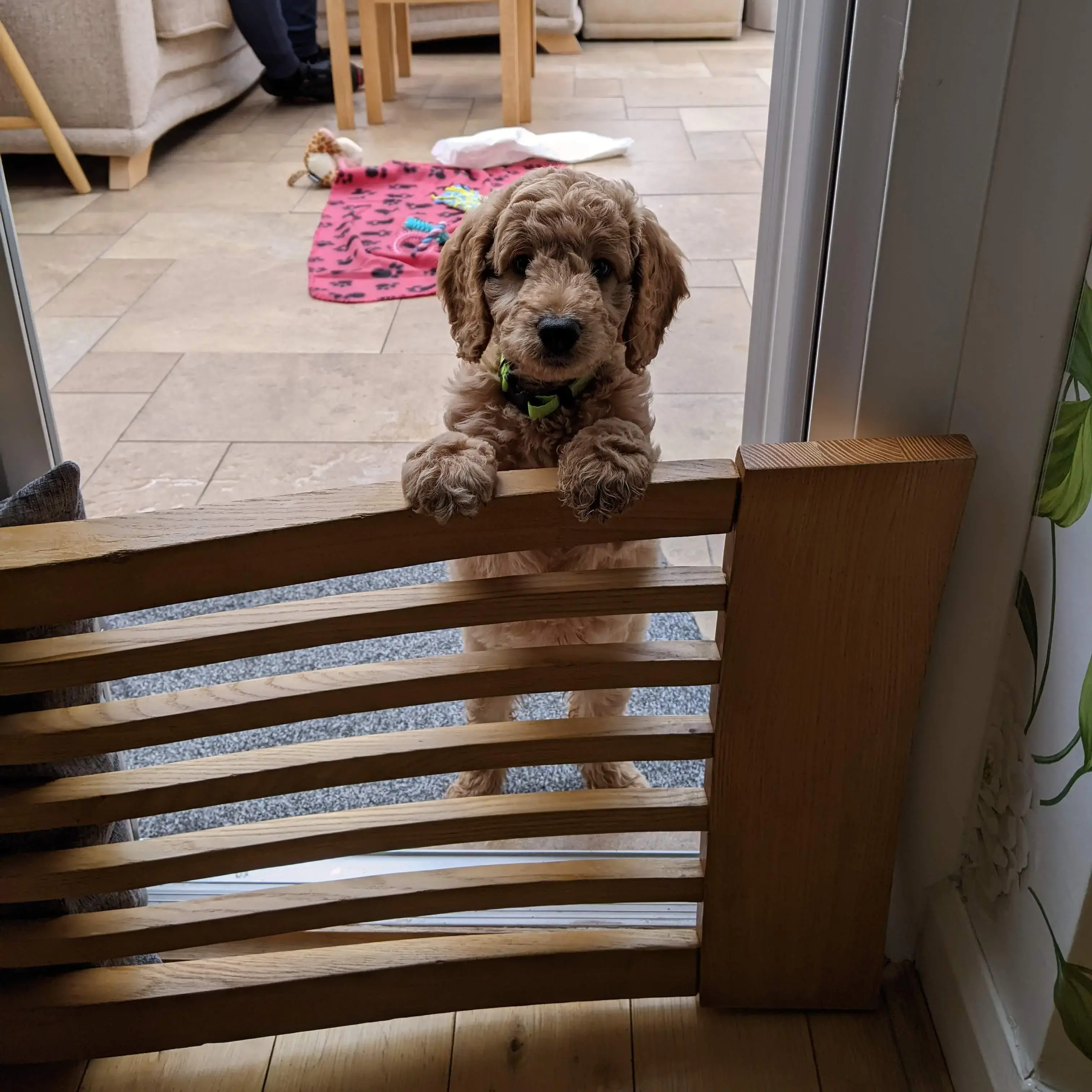 Cockapoo