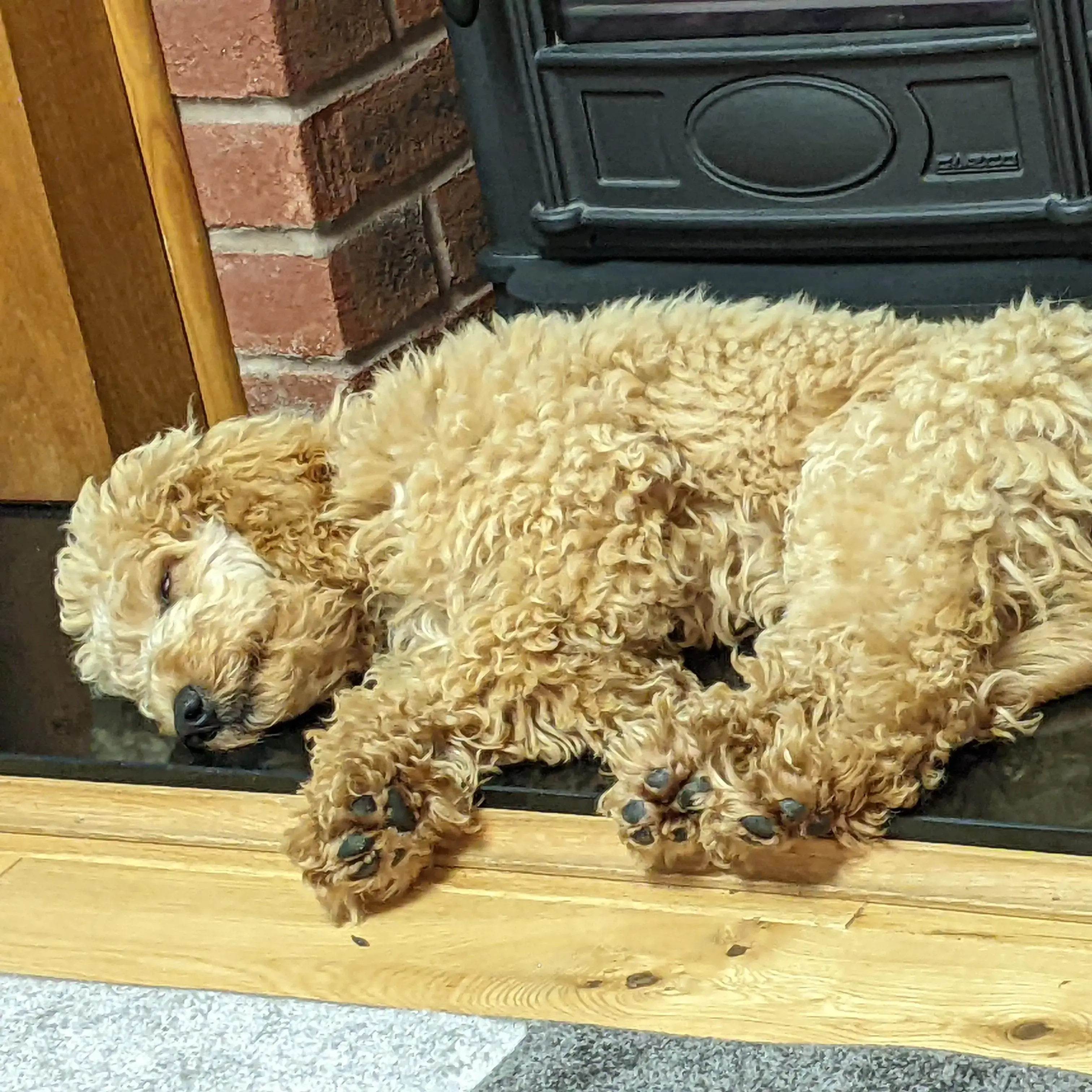 Cockapoo