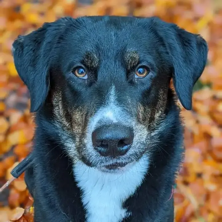 Anatolian Shepherd Dog