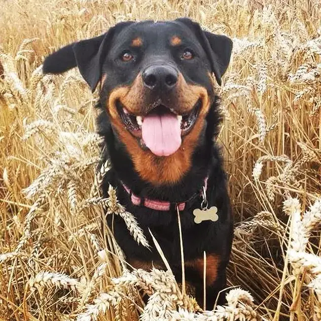 Rottweiler