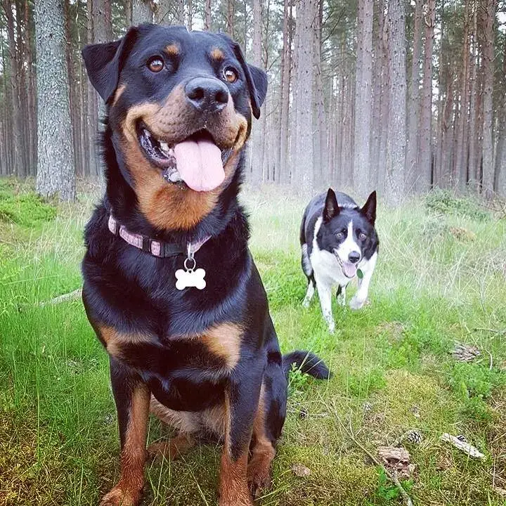 Rottweiler