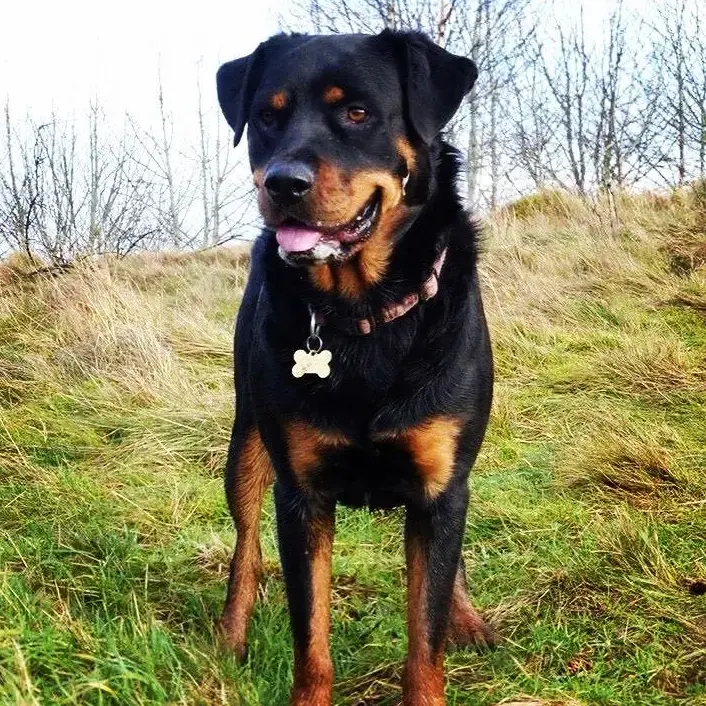 Rottweiler