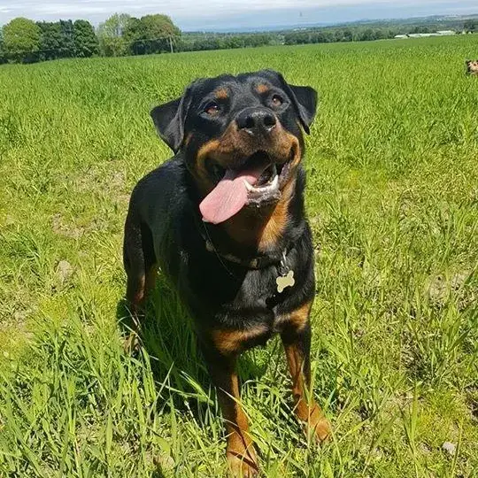 Rottweiler