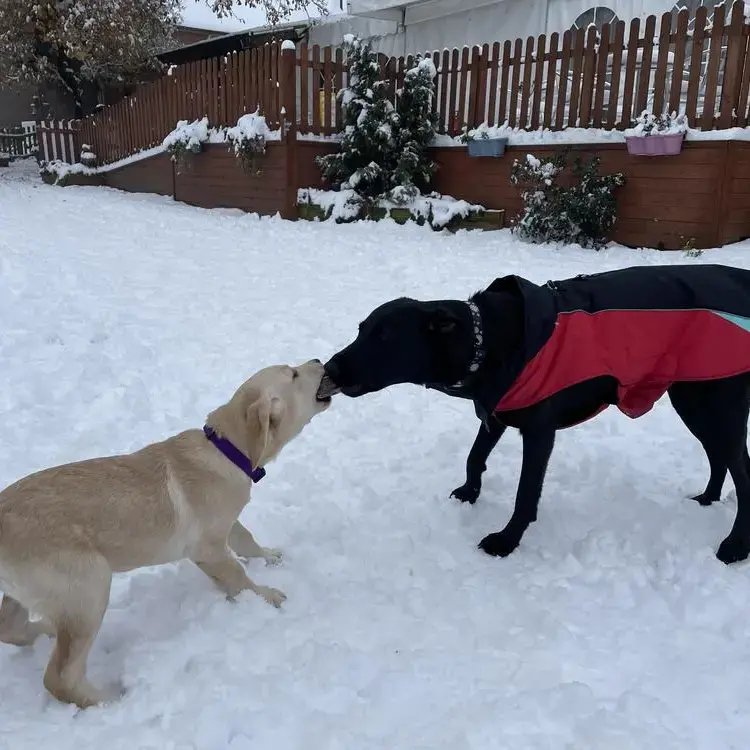 Labrador Retriever