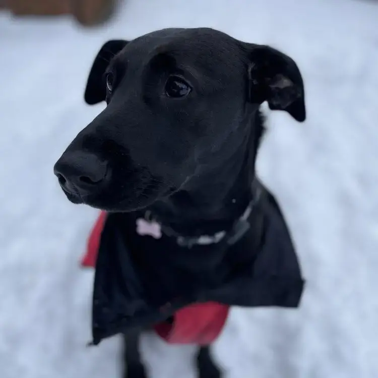 Labrador Retriever