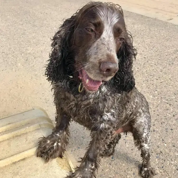 English Springer Spaniel