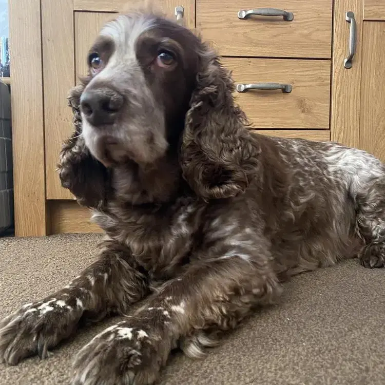 English Springer Spaniel