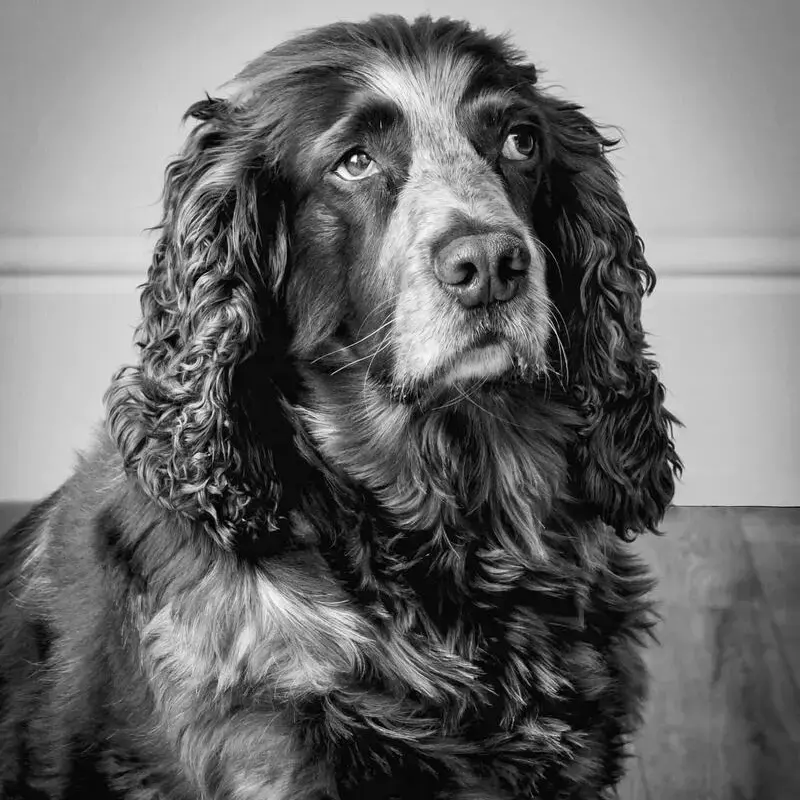 English Springer Spaniel