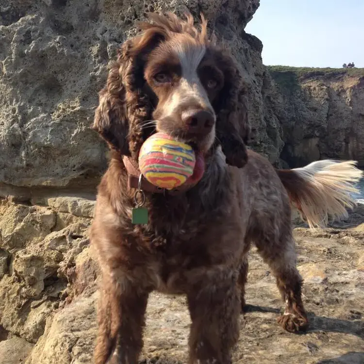 English Springer Spaniel