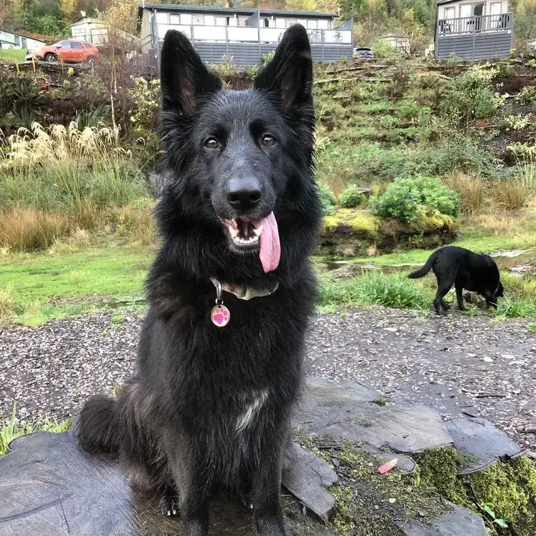 German Shepherd Dog