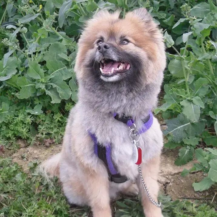 Pomeranian