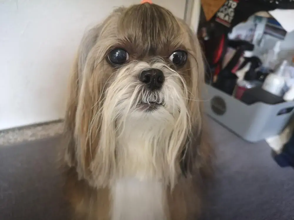 Shih Tzu