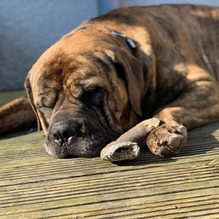 Dogue de Bordeaux