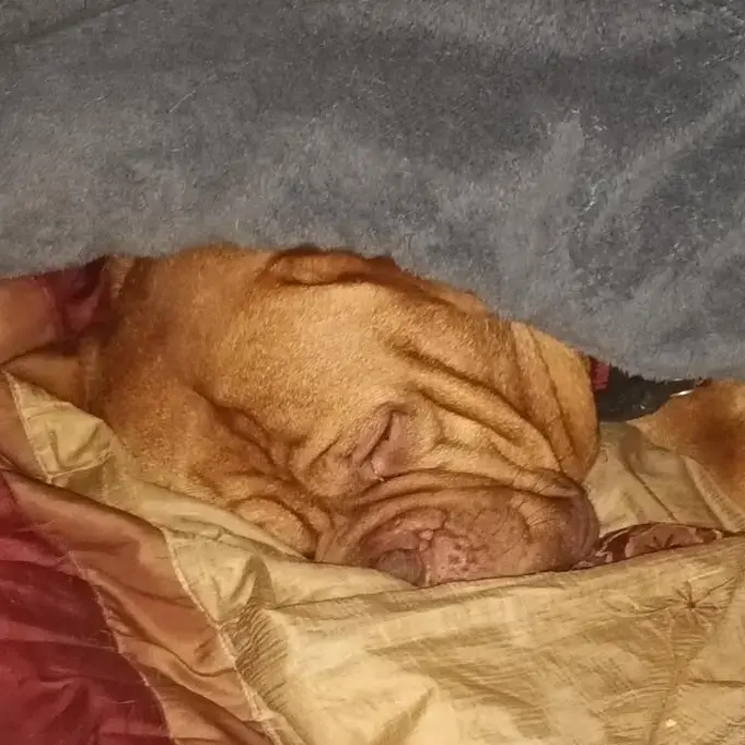 Dogue de Bordeaux