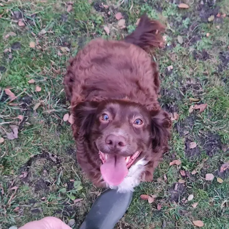 Cocker Spaniel (English)