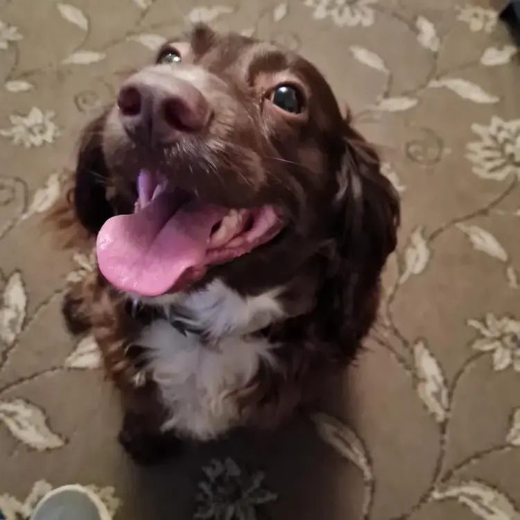 Cocker Spaniel (English)