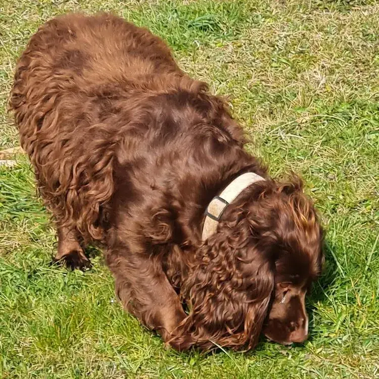 Cocker Spaniel (English)