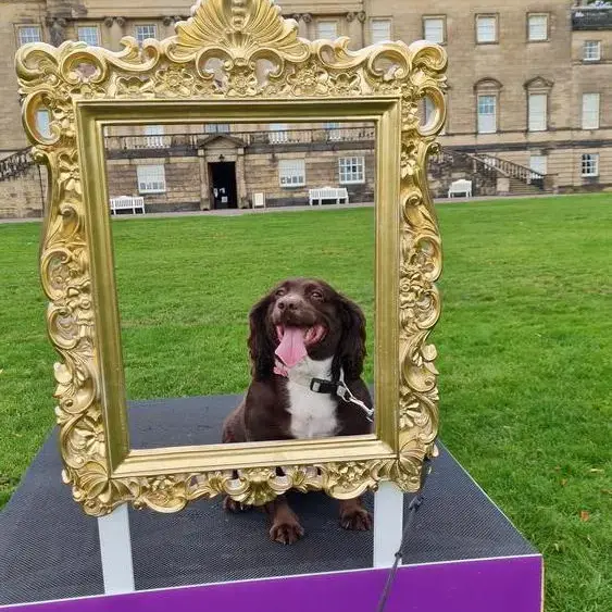 Cocker Spaniel (English)