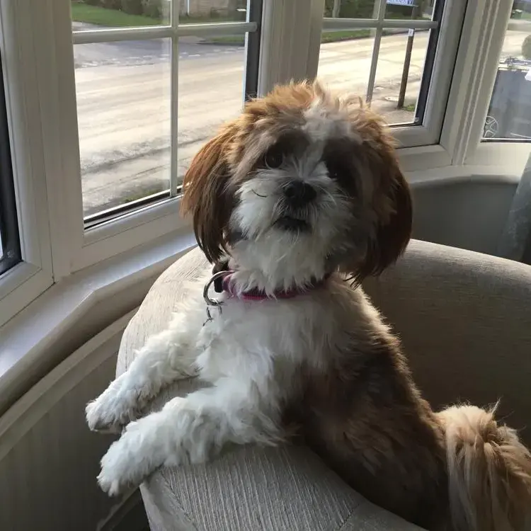 Lhasa Apso