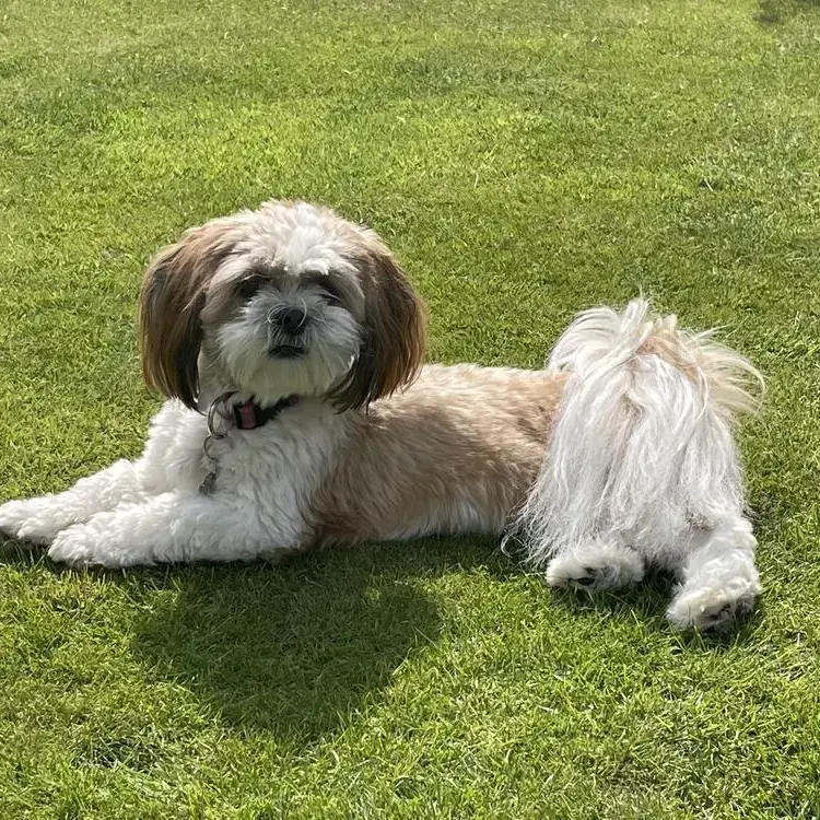 Lhasa Apso