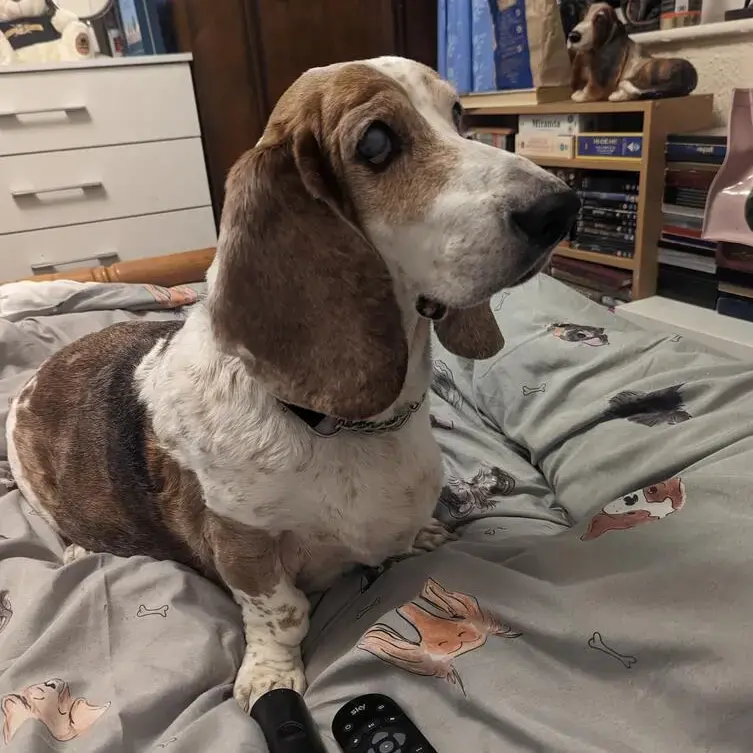 Basset Hound