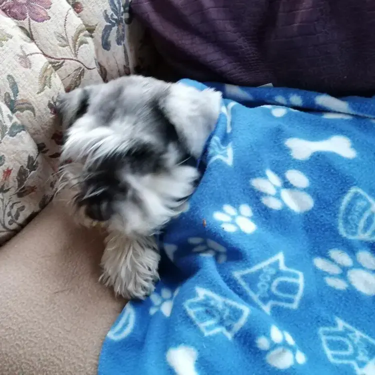 Schnauzer (Miniature)