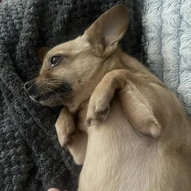 Chihuahua (Smooth Coat)