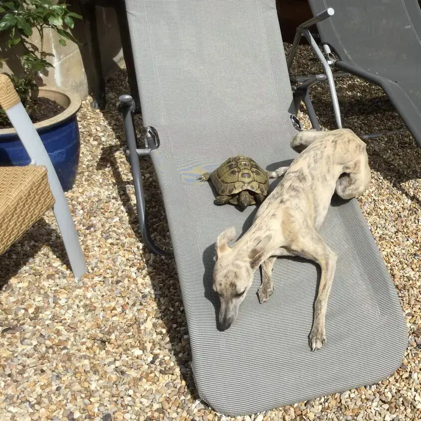 Whippet