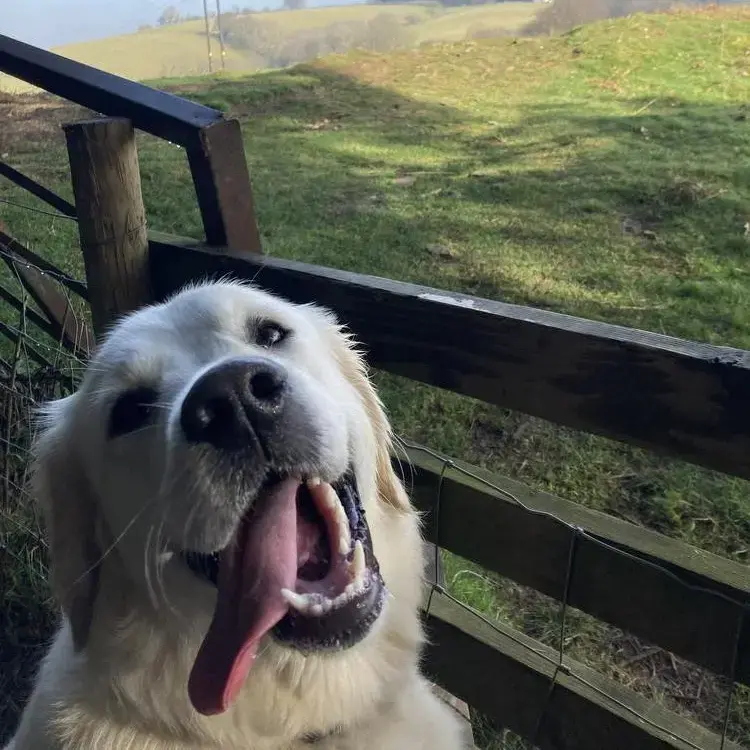 Golden Retriever