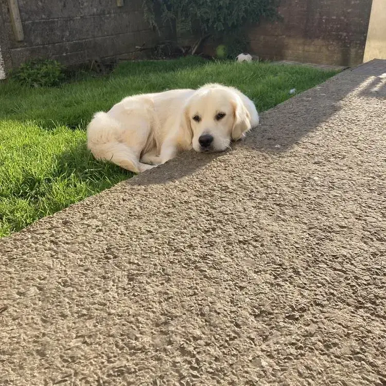 Golden Retriever