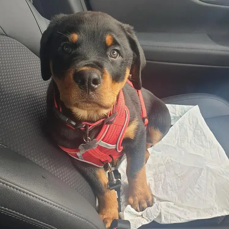 Rottweiler