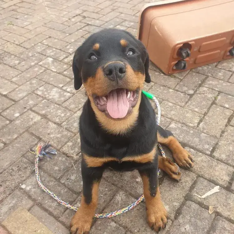 Rottweiler