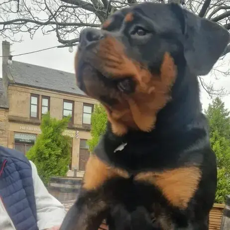 Rottweiler