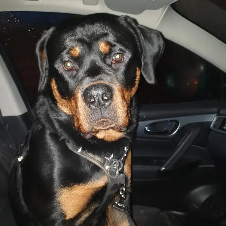 Rottweiler