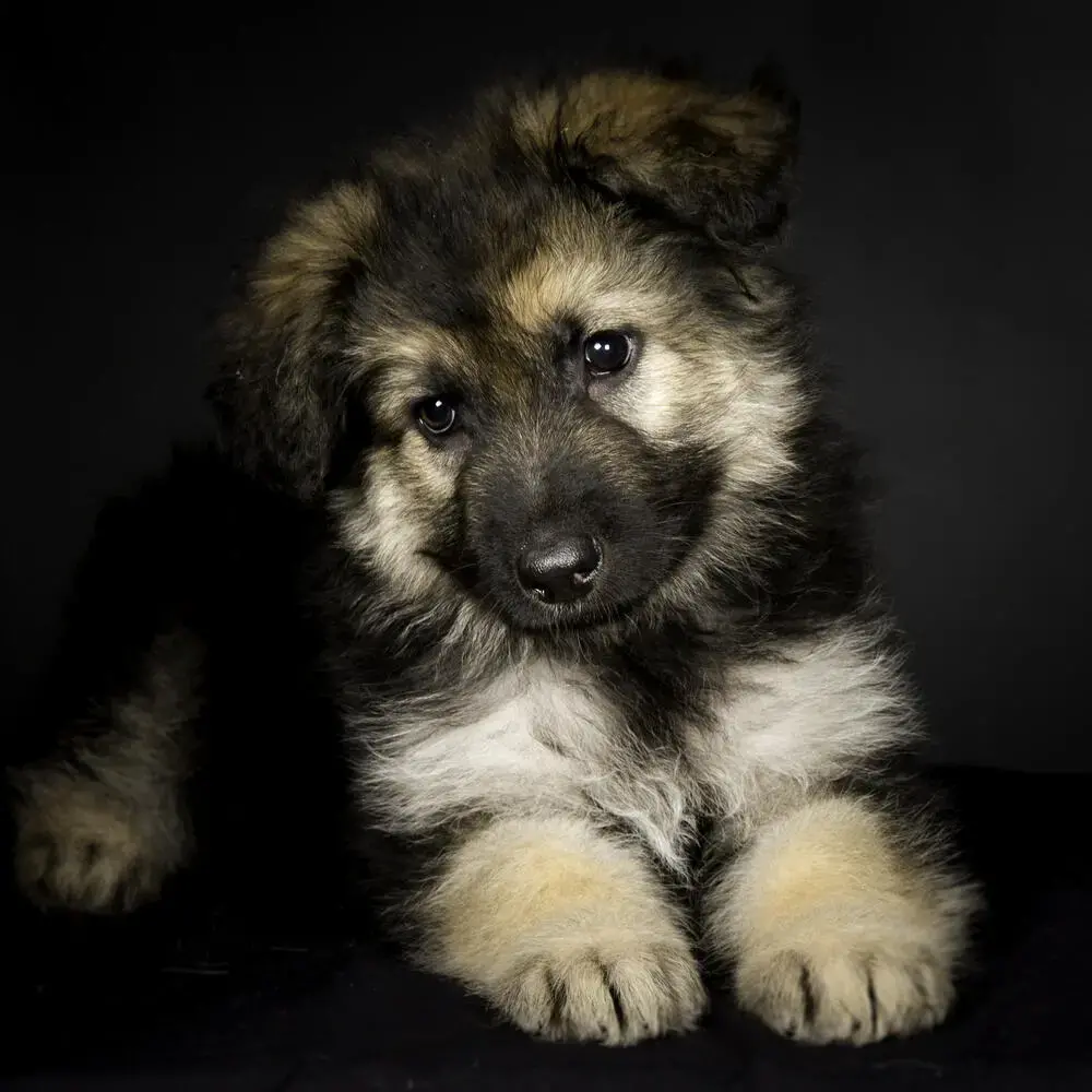 German Shepherd Dog