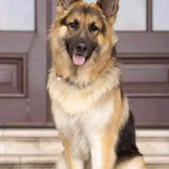 German Shepherd Dog