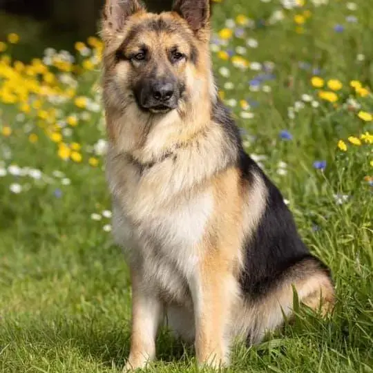 German Shepherd Dog