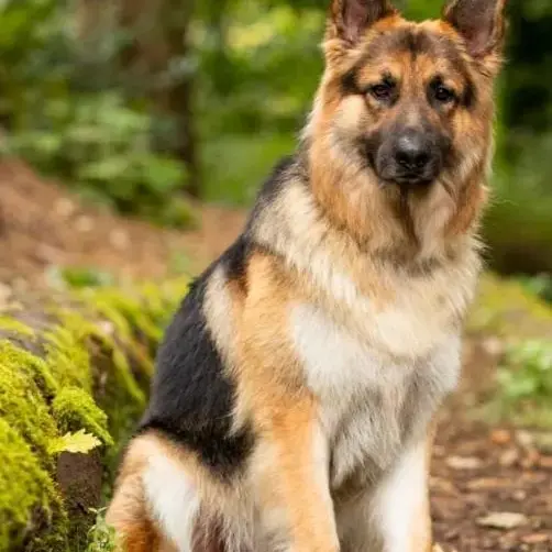 German Shepherd Dog