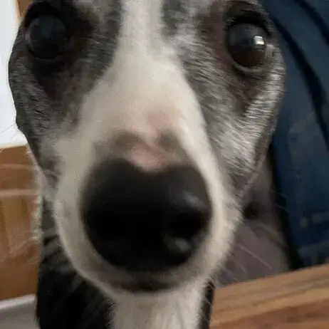 Whippet