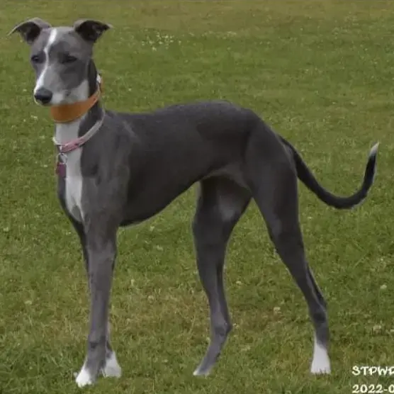 Whippet