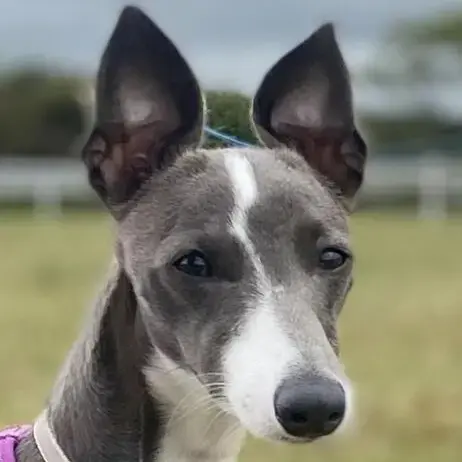 Whippet