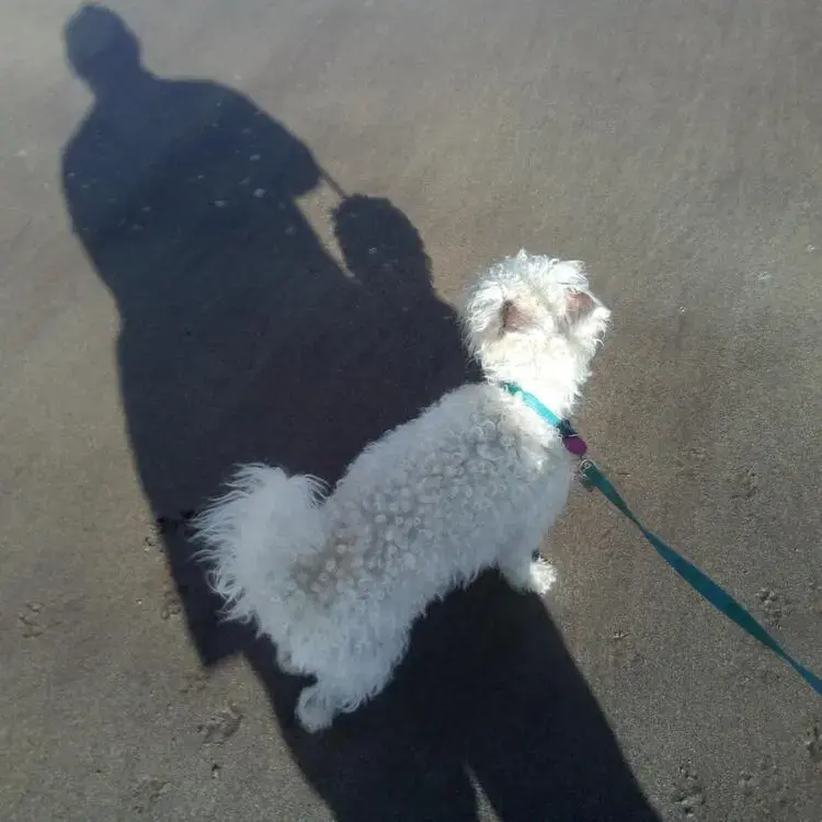 West Highland White Terrier