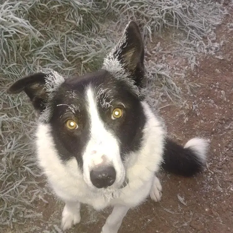 Border Collie